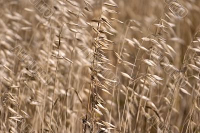 The dried up grass