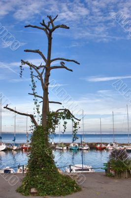 Tree in small port