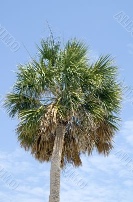 Palm Tree