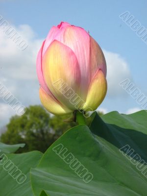 Lotus Bud