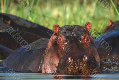 Hippopotamus.