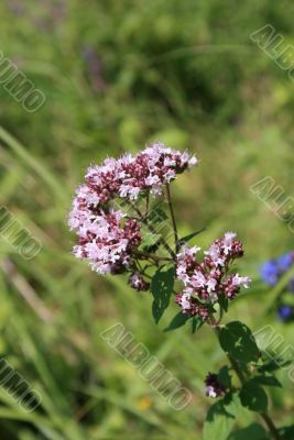 field flower