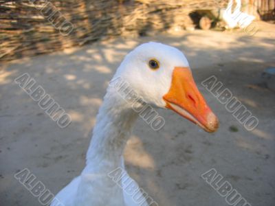 Goose