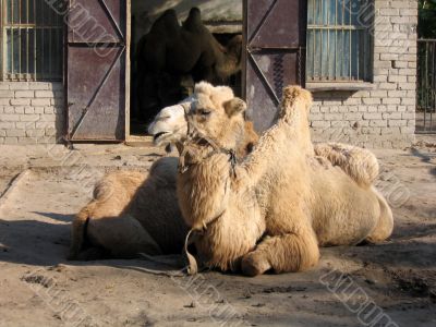 Camels in the zoo