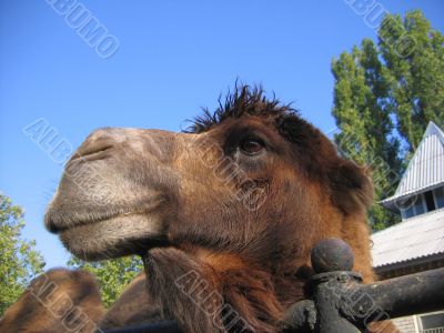 Camel close-up