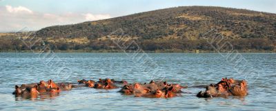 Hippos family