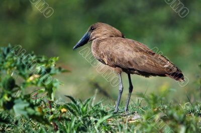 Hamerkop.