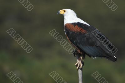 African fish eagle