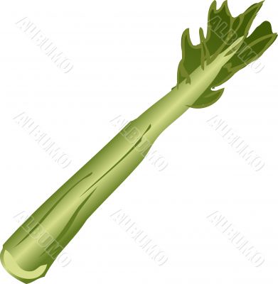 Celery