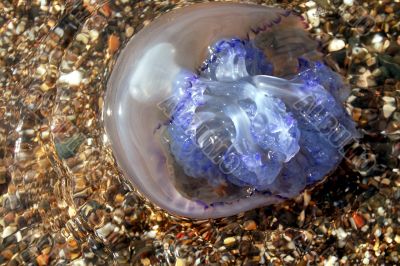 blue medusa on the sea-sand
