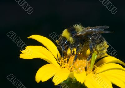 bumblebee in sunflower