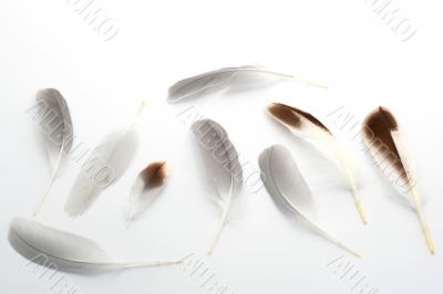 feathers-2