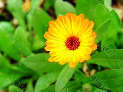 small bright flower