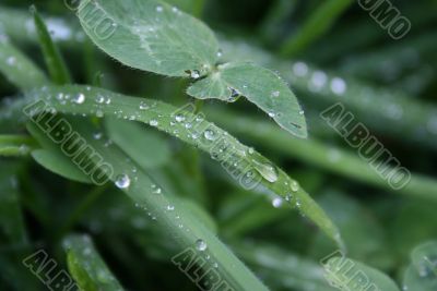 Summer dew