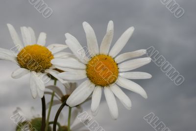 Camille bouquet