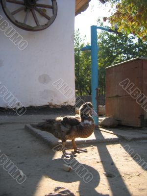 Duck on the yard