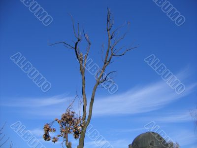 Blue sky and dry tree