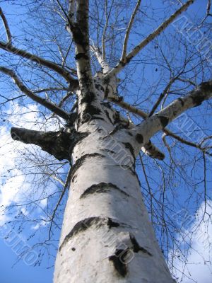 Birch tree