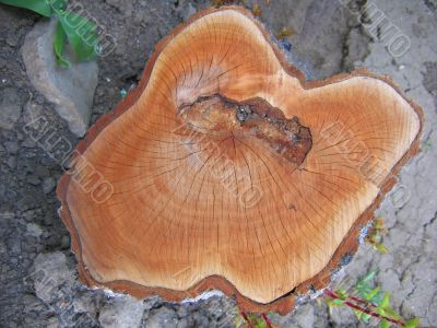 Wood texture