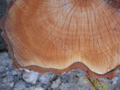 Wood texture