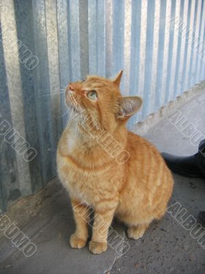 Red cat