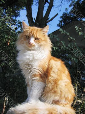 Red cat