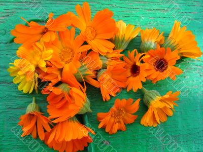 Orange flowers