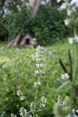 Village flowers