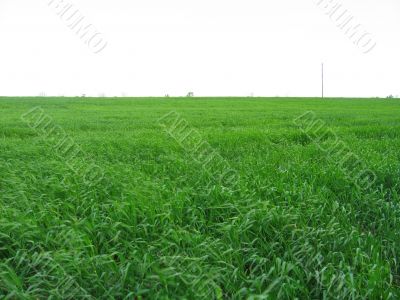 Green meadow
