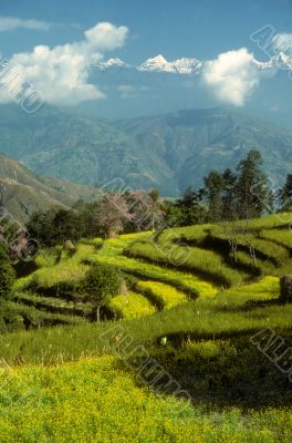 Green terraced field