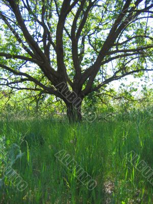 Green grass and tree