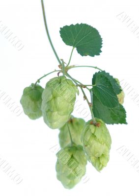 Hops