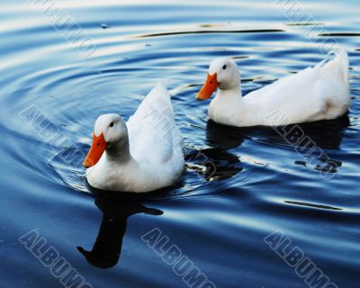ducks
