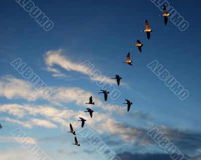 ducks