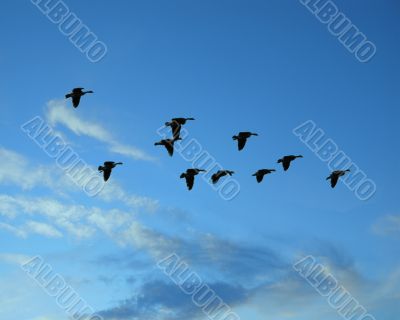 ducks