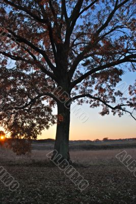 Tree