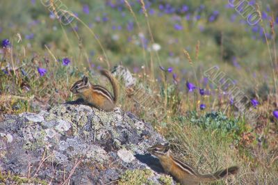 Townsend`s Chipmunks