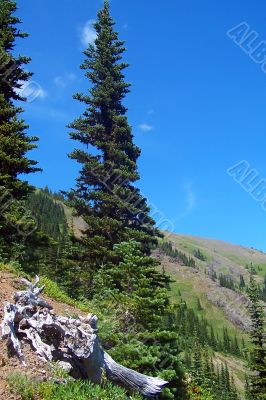 Tree in the mountains