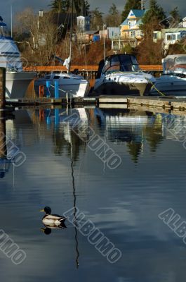 Duck at marina