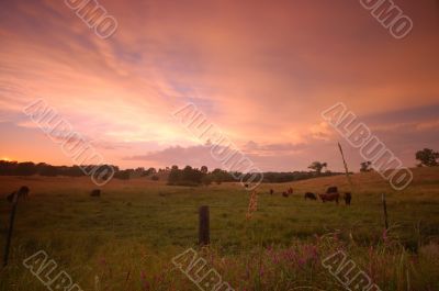 pastoral field