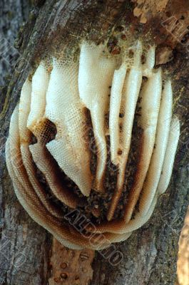 Beehive