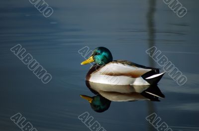 duck