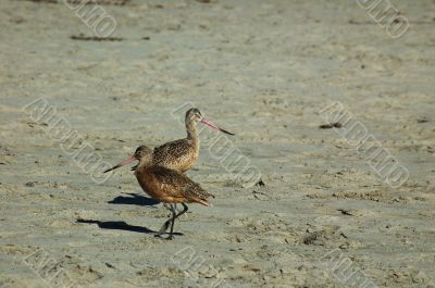 seabirds