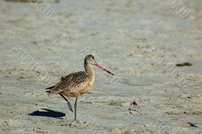 seabirds