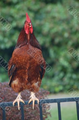 cock-a-doodle-dooo!