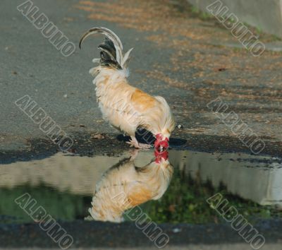 chicken reflections