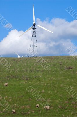 sheep on a hillside