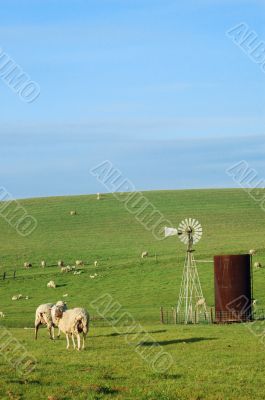 sheep on a hillside