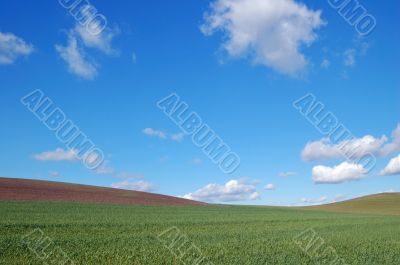 field and sky