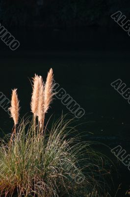 reed grass